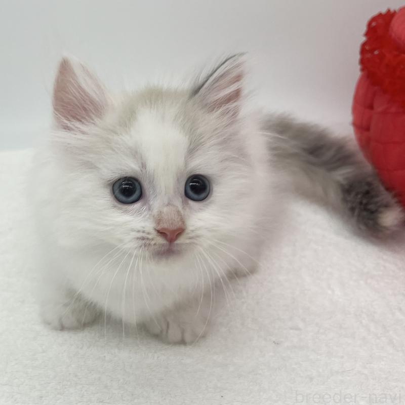 販売中の愛知県のマンチカン(短足)-139806の2枚目