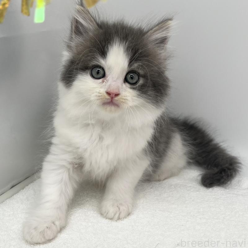 販売中の愛知県のマンチカン-139807の5枚目