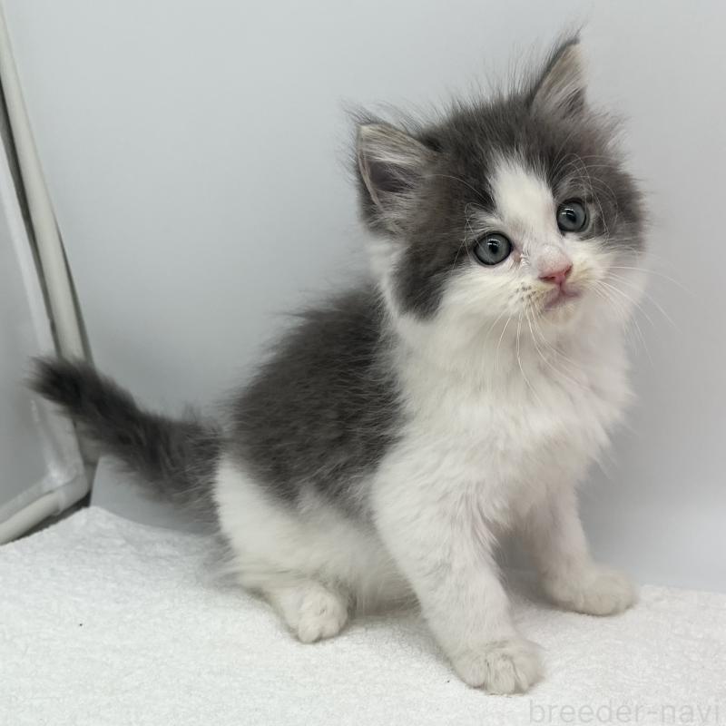 販売中の愛知県のマンチカン-139807の4枚目