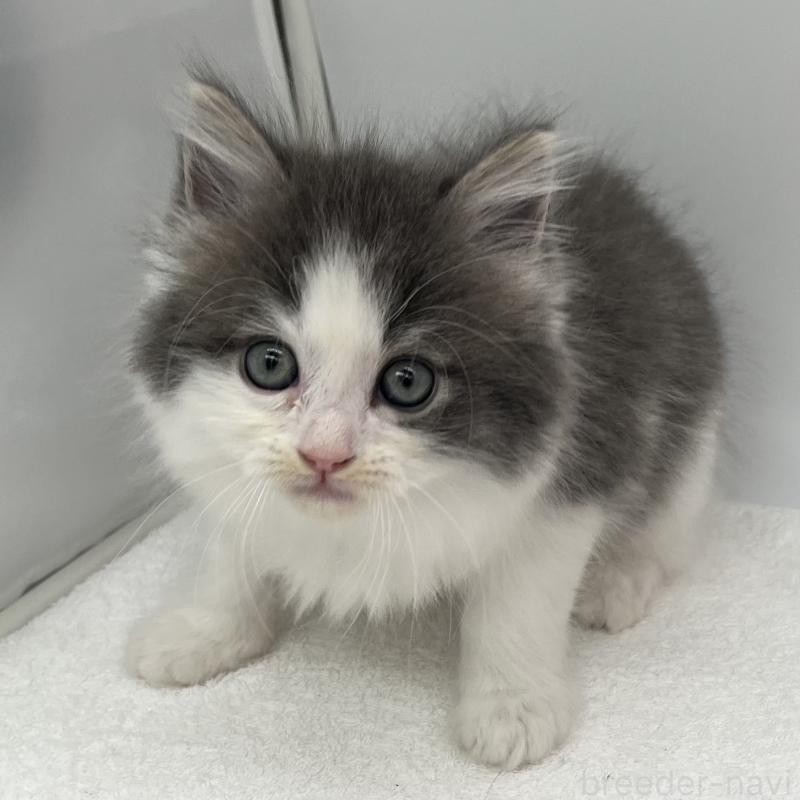 販売中の愛知県のマンチカン-139807の3枚目