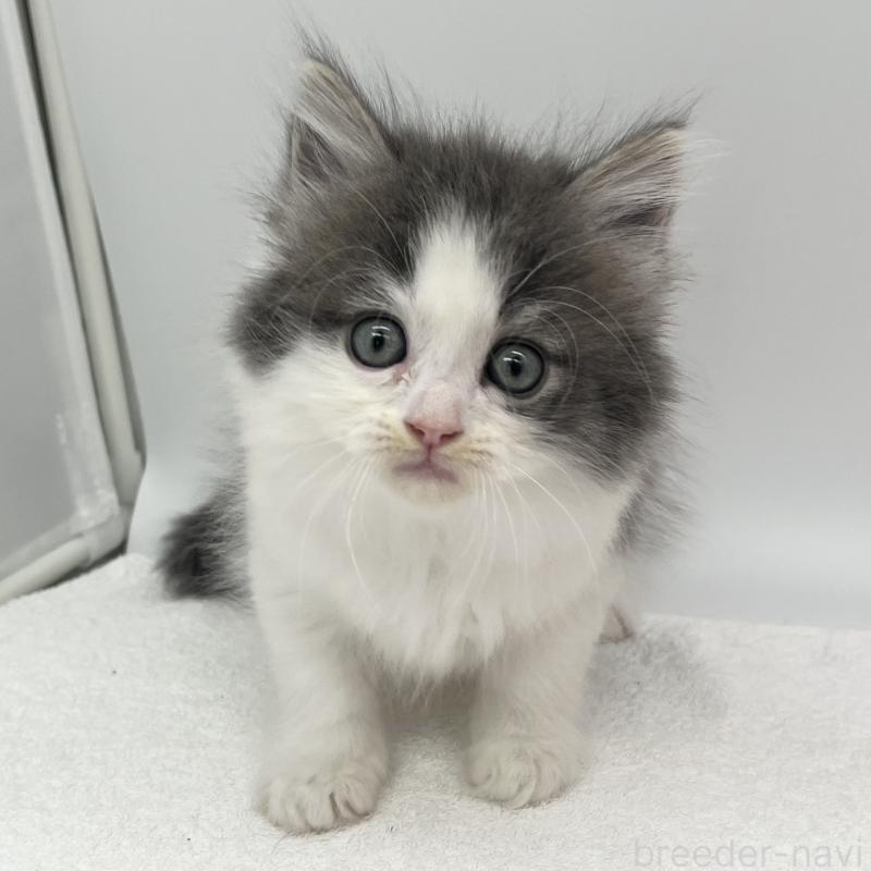 販売中の愛知県のマンチカン-139807の2枚目