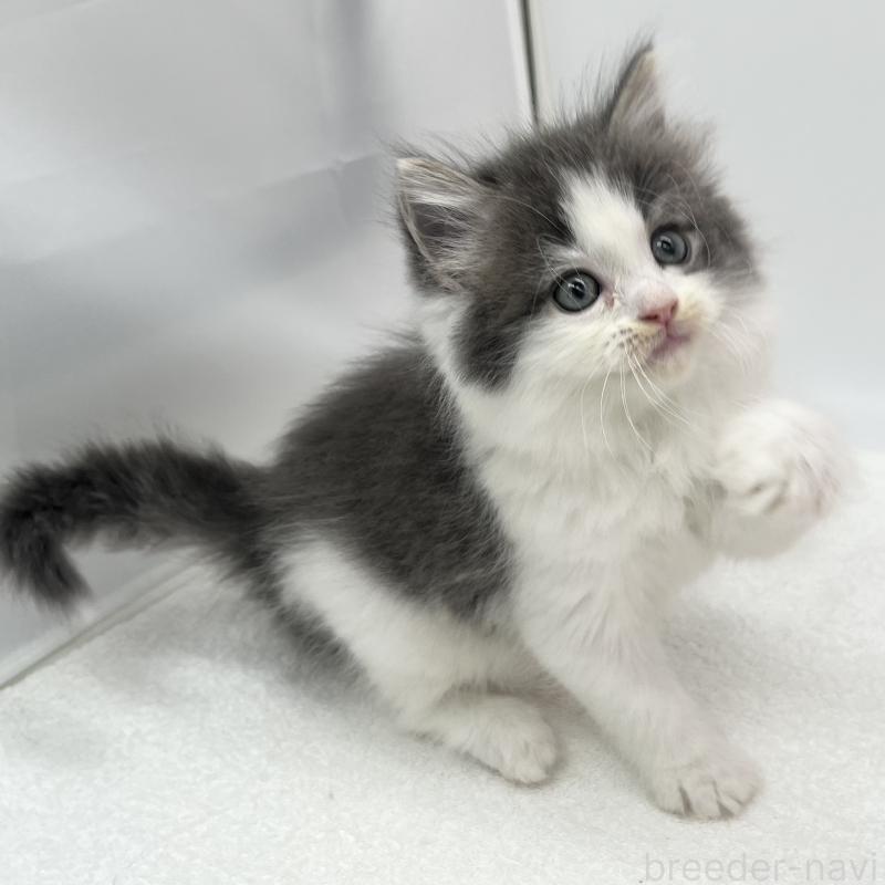 販売中の愛知県のマンチカン-139807