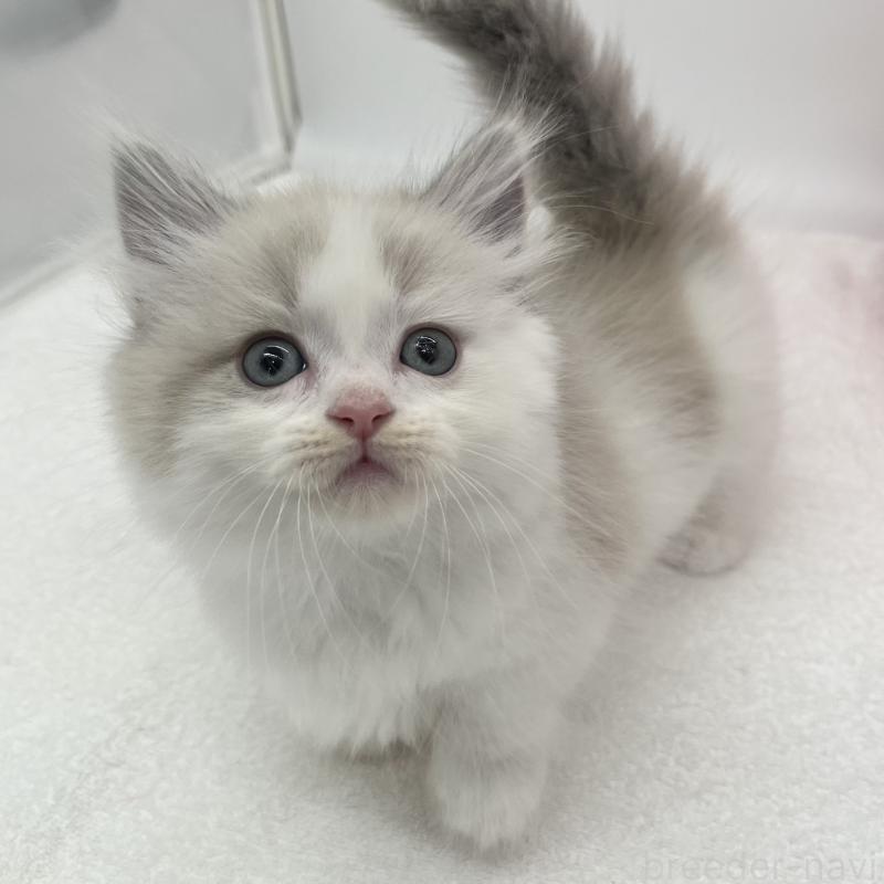 販売中の愛知県のマンチカン(短足)-139808