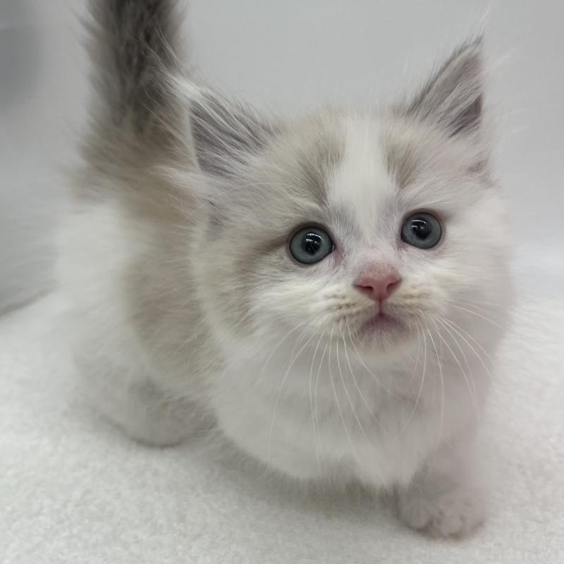 販売中の愛知県のマンチカン(短足)-139808の5枚目