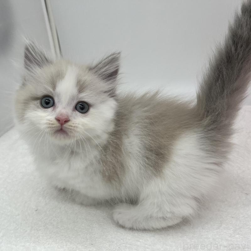 販売中の愛知県のマンチカン(短足)-139808の4枚目