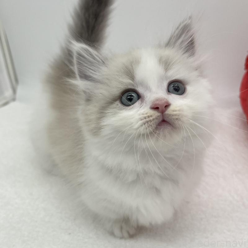 販売中の愛知県のマンチカン(短足)-139808の3枚目