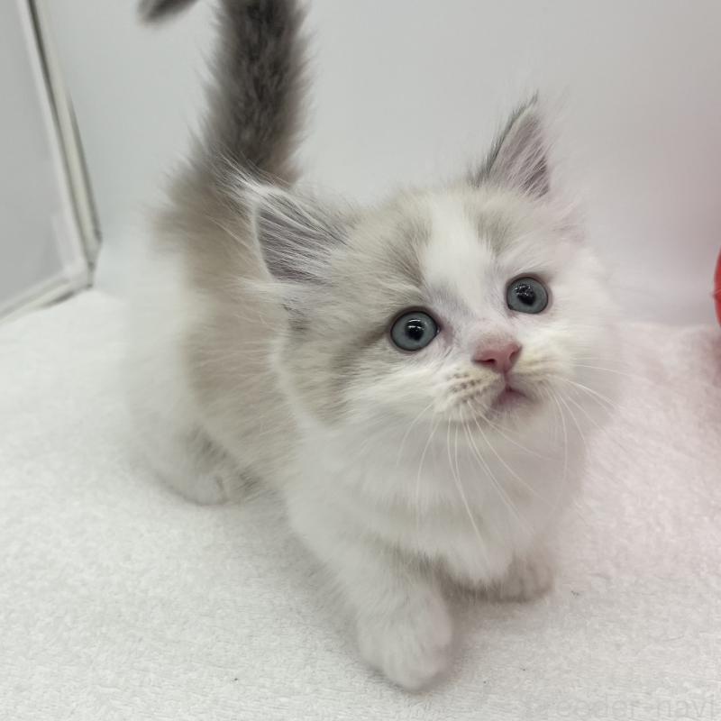 販売中の愛知県のマンチカン(短足)-139808の2枚目