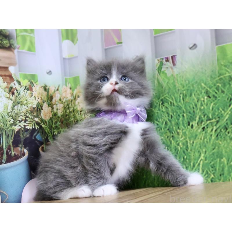 販売中の岐阜県のマンチカン-139518