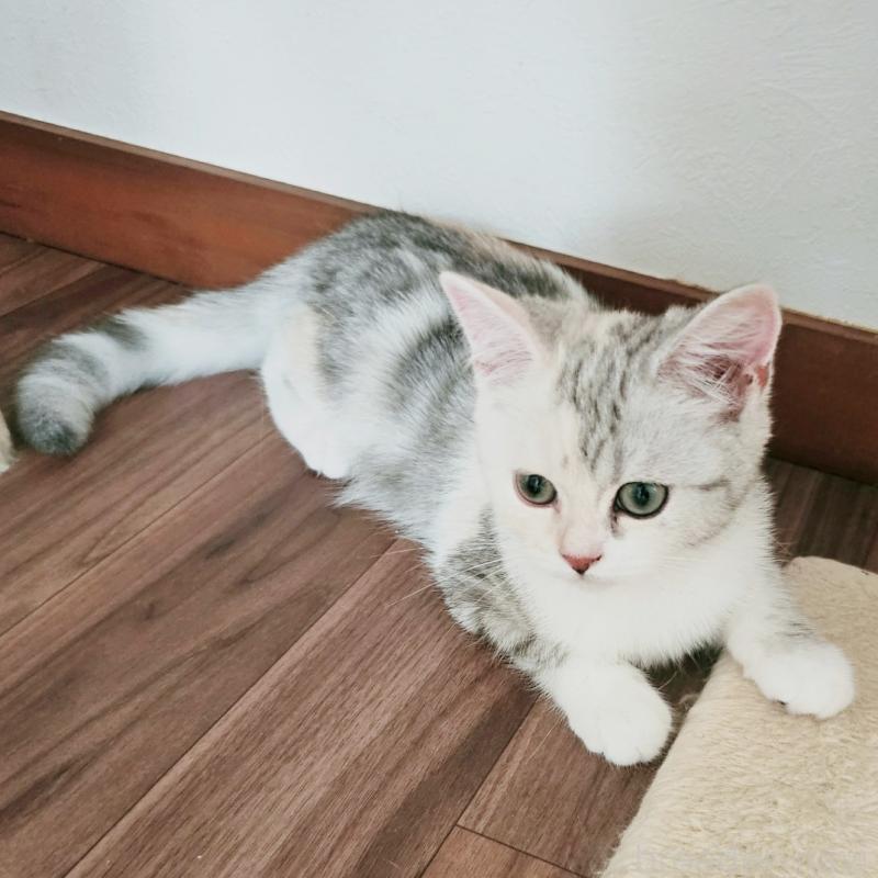 販売中の茨城県のミヌエット-136372の6枚目