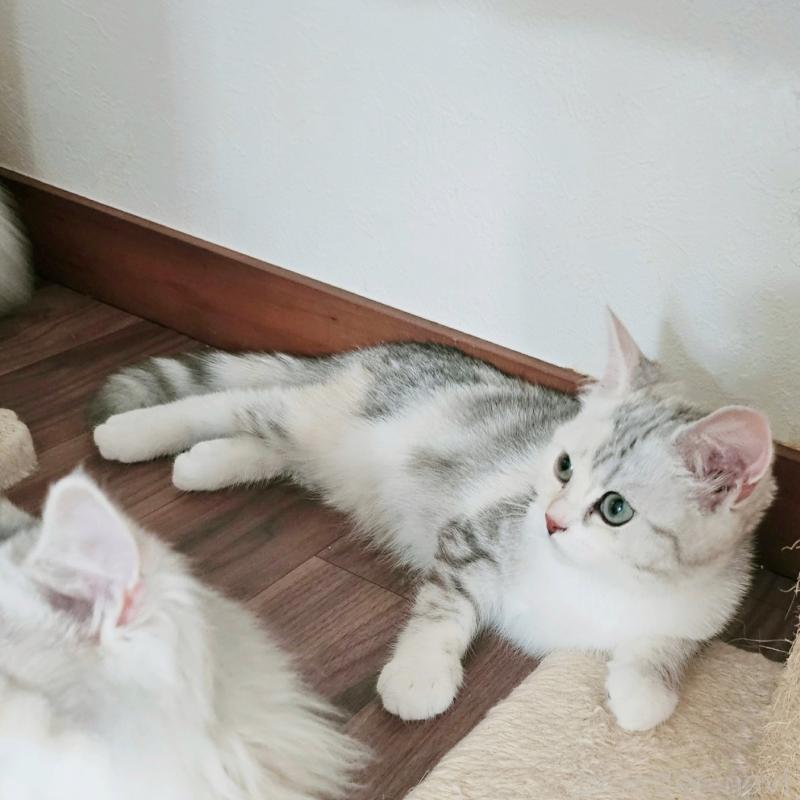 販売中の茨城県のミヌエット-136372の5枚目