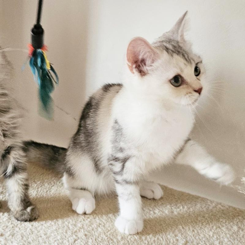 販売中の茨城県のミヌエット-136372の4枚目