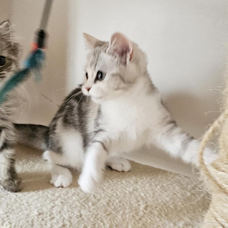 販売中の茨城県のミヌエット-136372の3枚目