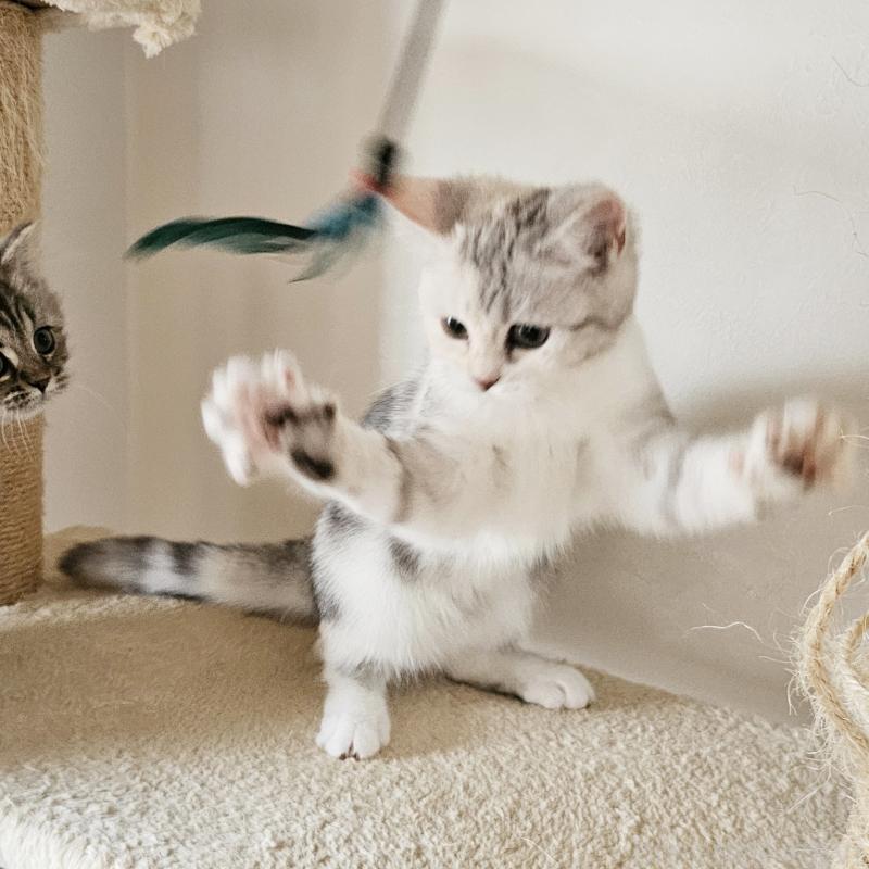 販売中の茨城県のミヌエット-136372の2枚目