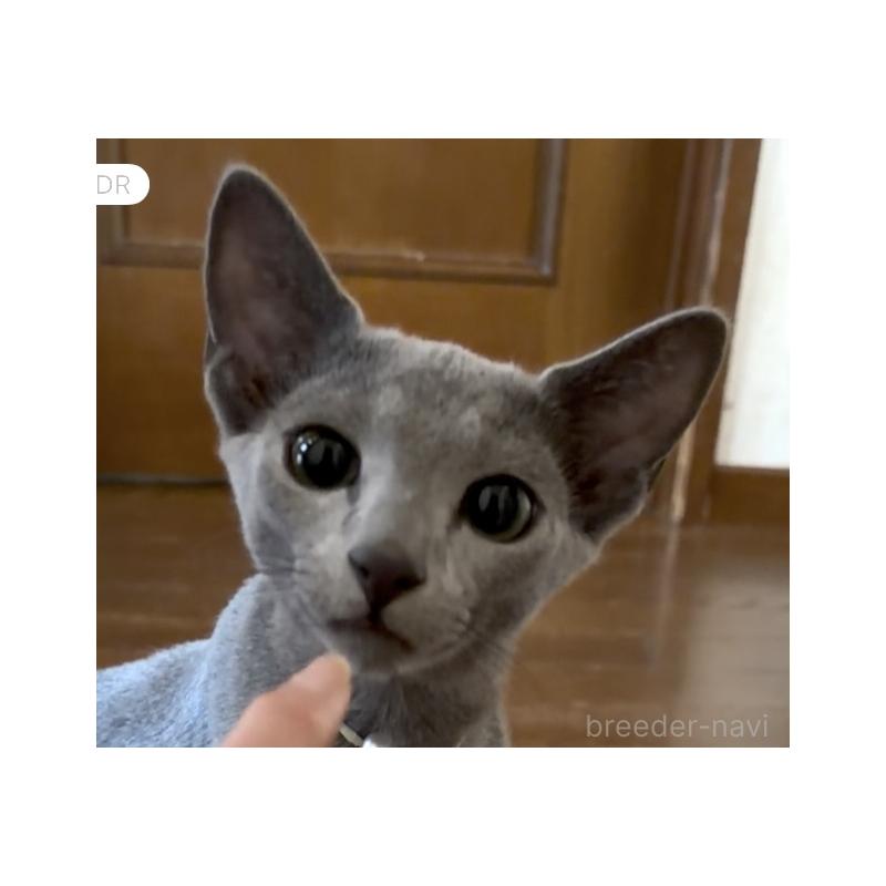 販売中の埼玉県のロシアンブルー-139809の1枚目