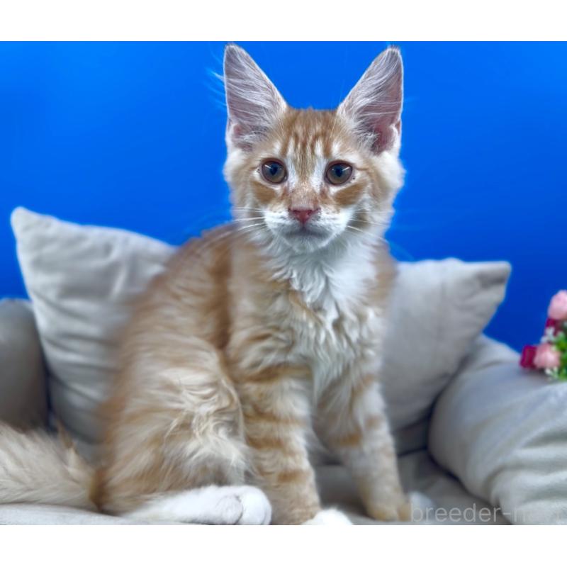 販売中の東京都のサイベリアン-139811の10枚目