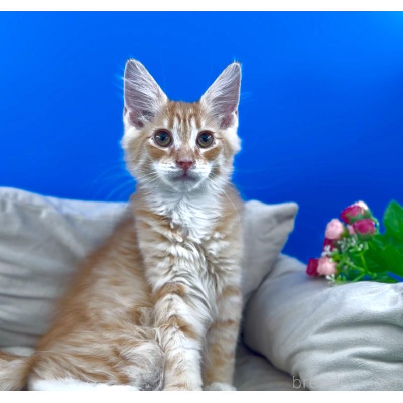 販売中の東京都のサイベリアン-139811の8枚目