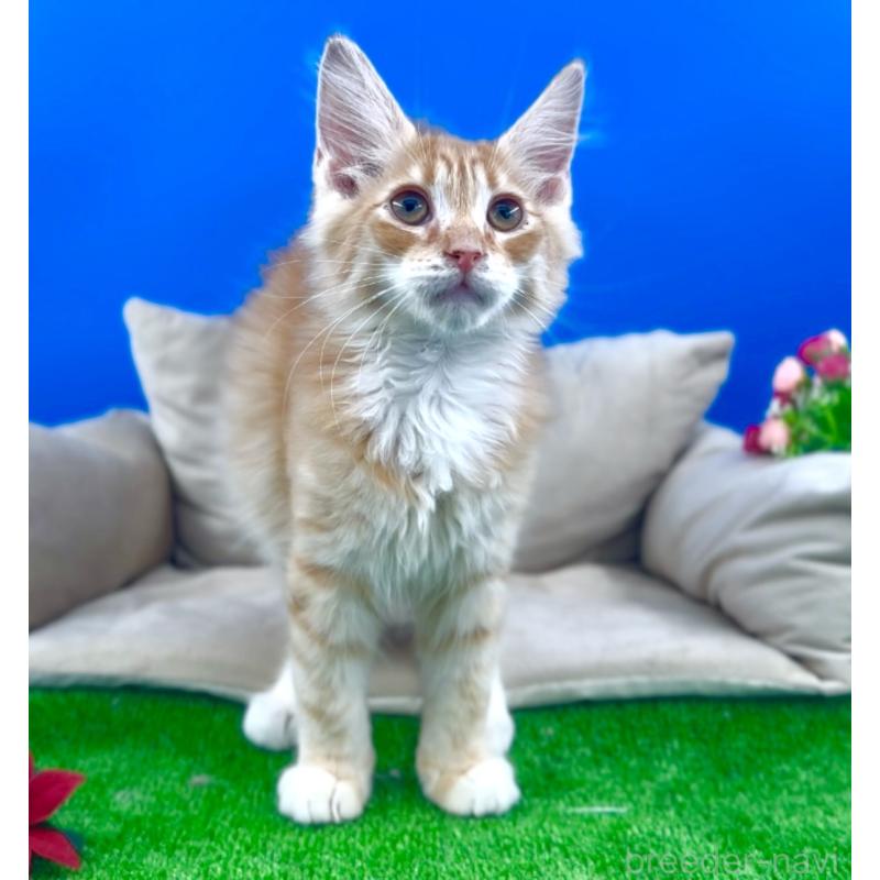 販売中の東京都のサイベリアン-139811の9枚目