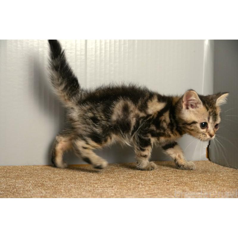 販売中の埼玉県のアメリカンショートヘア-137054の3枚目