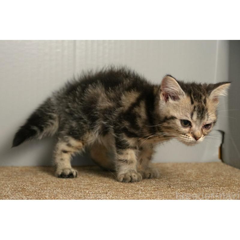 販売中の埼玉県のアメリカンショートヘア-137054の2枚目