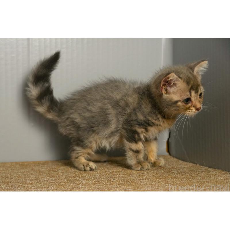 販売中の埼玉県のアメリカンショートヘア-139812の6枚目