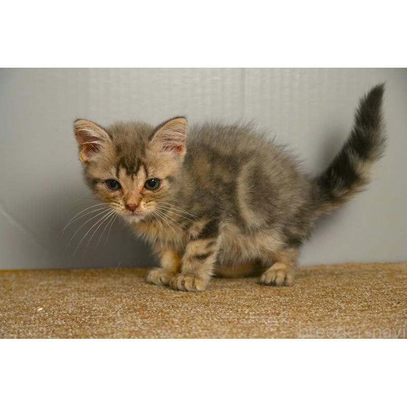 販売中の埼玉県のアメリカンショートヘア-139812の4枚目