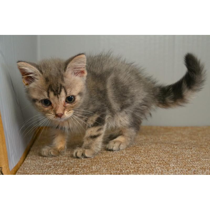 販売中の埼玉県のアメリカンショートヘア-139812の3枚目