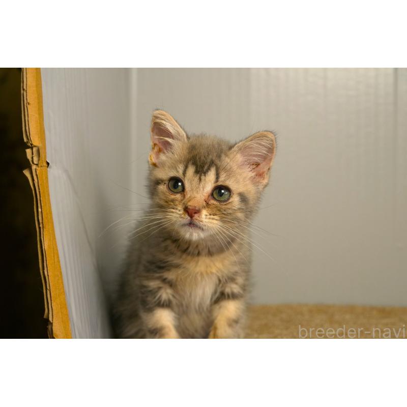 販売中の埼玉県のアメリカンショートヘア-139812の2枚目