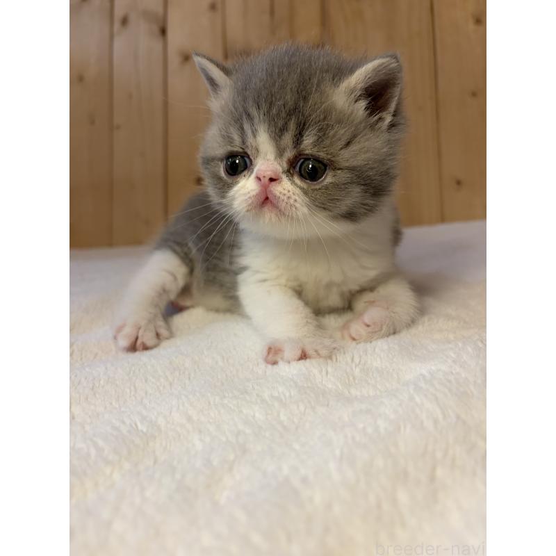 販売中の京都府のエキゾチックショートヘア-139813の13枚目