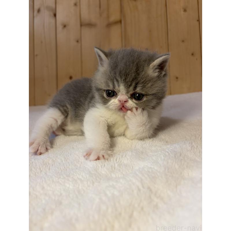 販売中の京都府のエキゾチックショートヘア-139813の11枚目