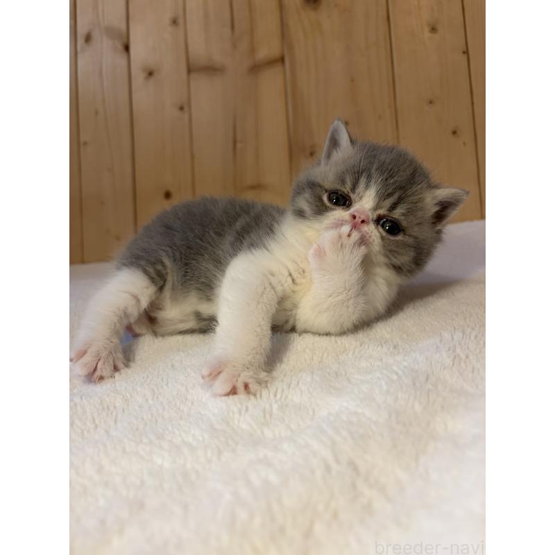 販売中の京都府のエキゾチックショートヘア-139813の10枚目