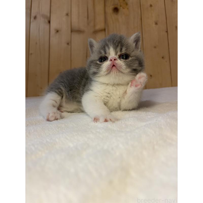 販売中の京都府のエキゾチックショートヘア-139813の9枚目