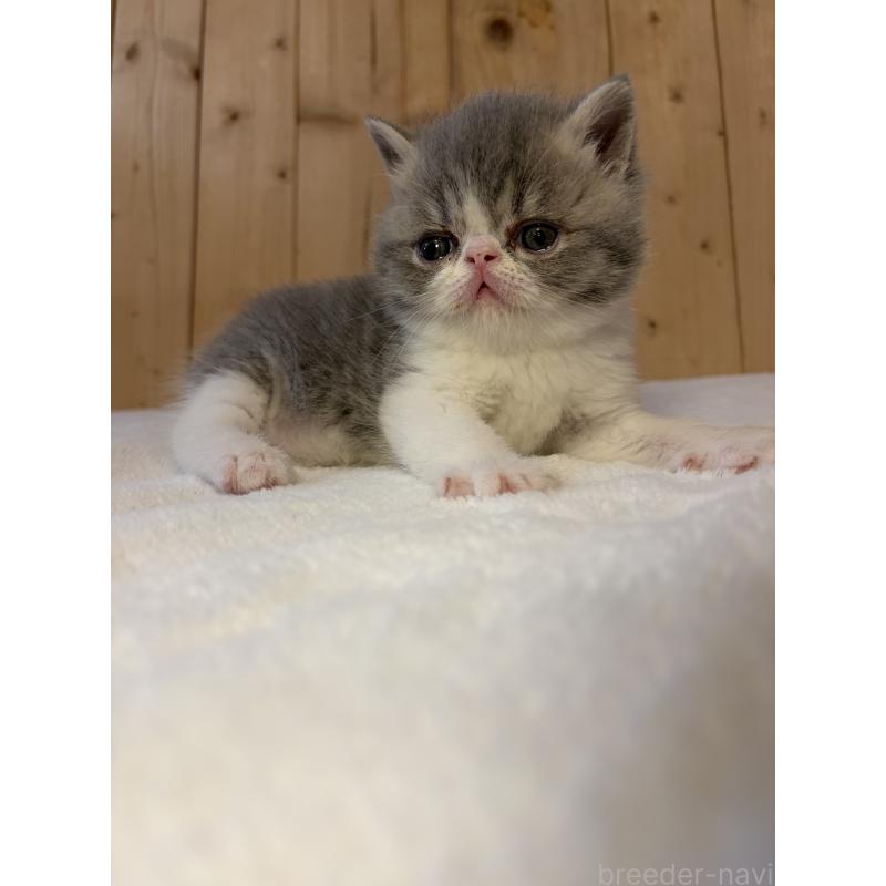 販売中の京都府のエキゾチックショートヘア-139813の8枚目