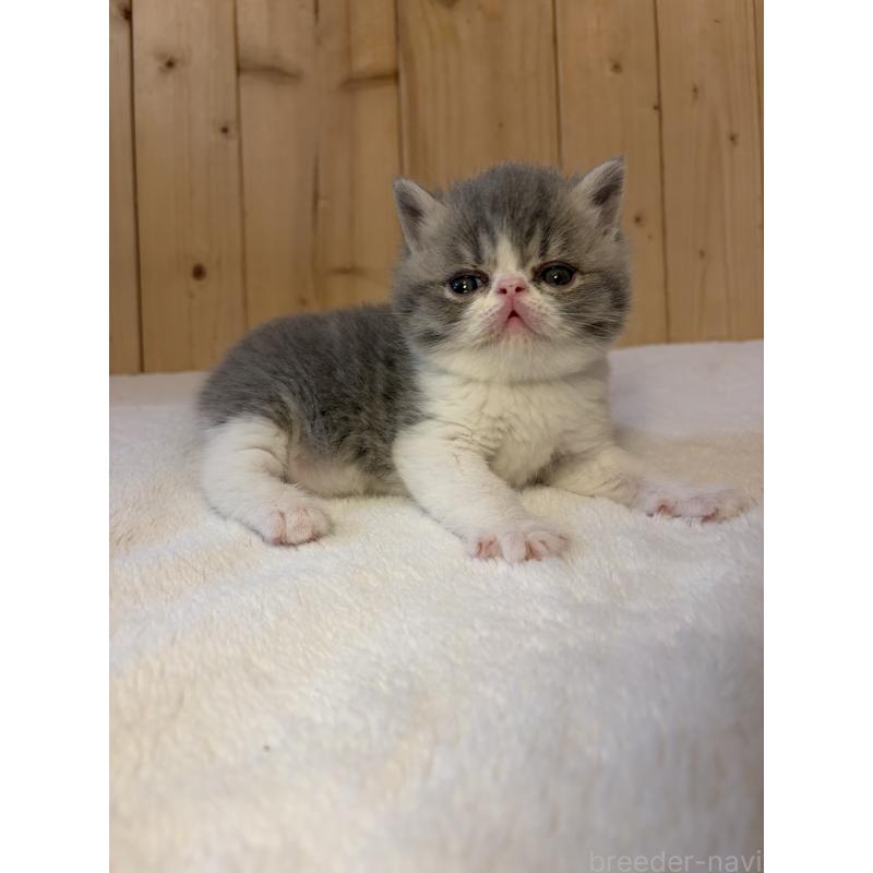 販売中の京都府のエキゾチックショートヘア-139813の7枚目