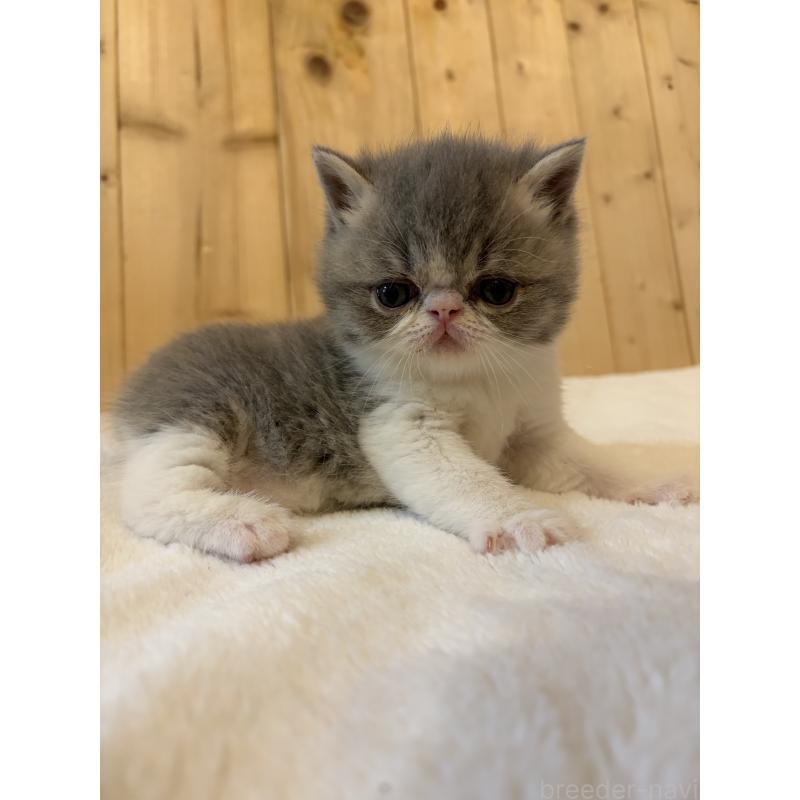 販売中の京都府のエキゾチックショートヘア-139813の6枚目