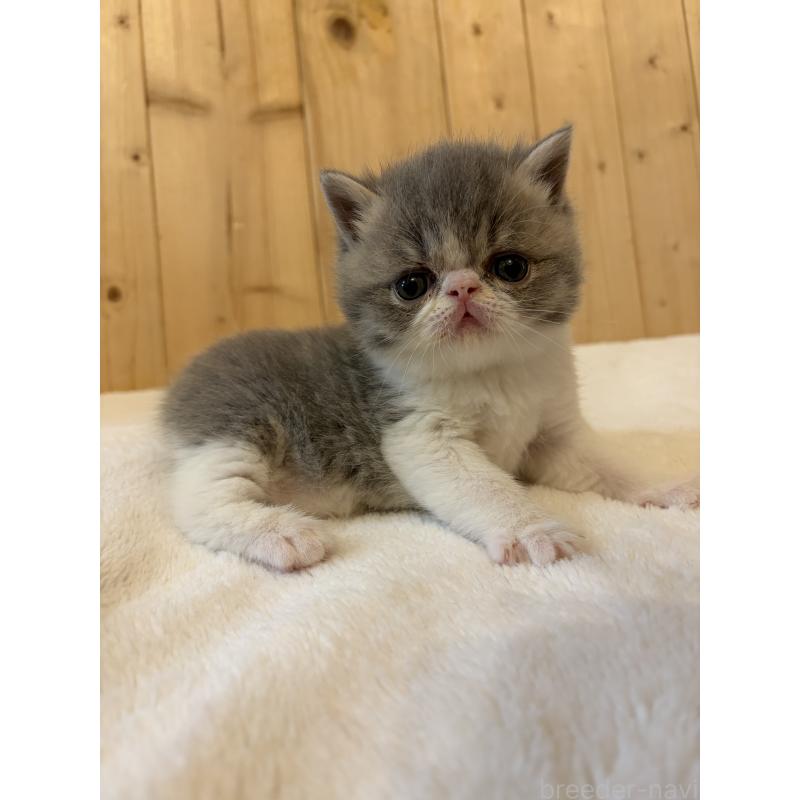 販売中の京都府のエキゾチックショートヘア-139813の5枚目