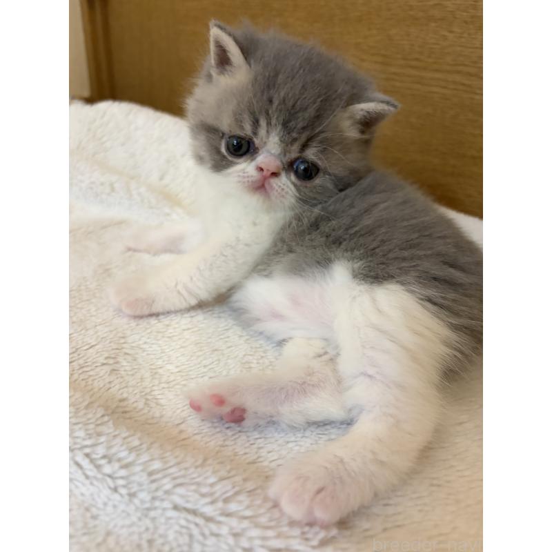 販売中の京都府のエキゾチックショートヘア-139813の4枚目