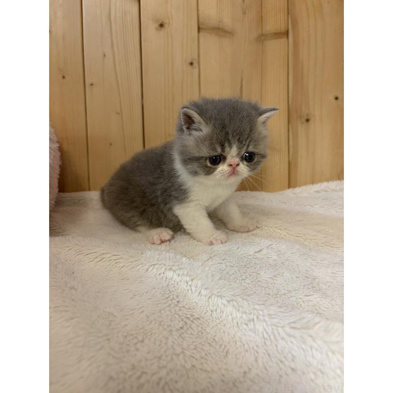 販売中の京都府のエキゾチックショートヘア-139813の2枚目