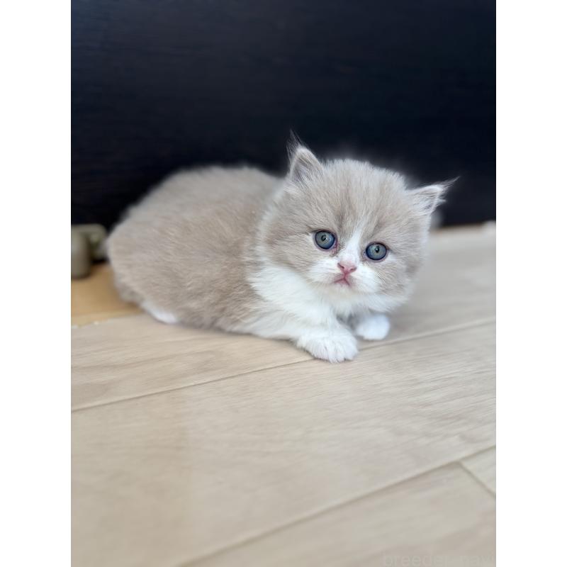 販売中の埼玉県のブリティッシュロングヘア-139814の1枚目