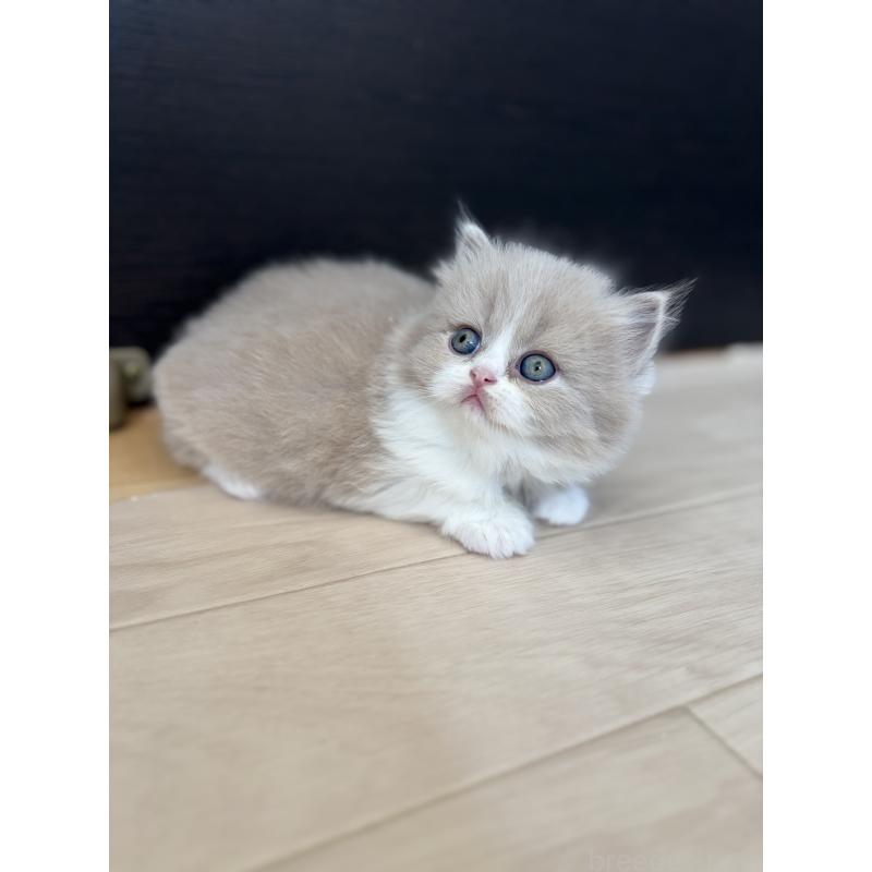 販売中の埼玉県のブリティッシュロングヘア-139814の5枚目