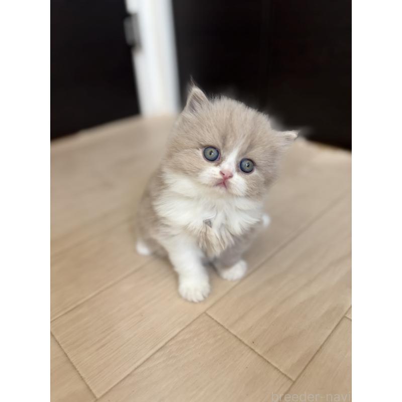 販売中の埼玉県のブリティッシュロングヘア-139814の4枚目