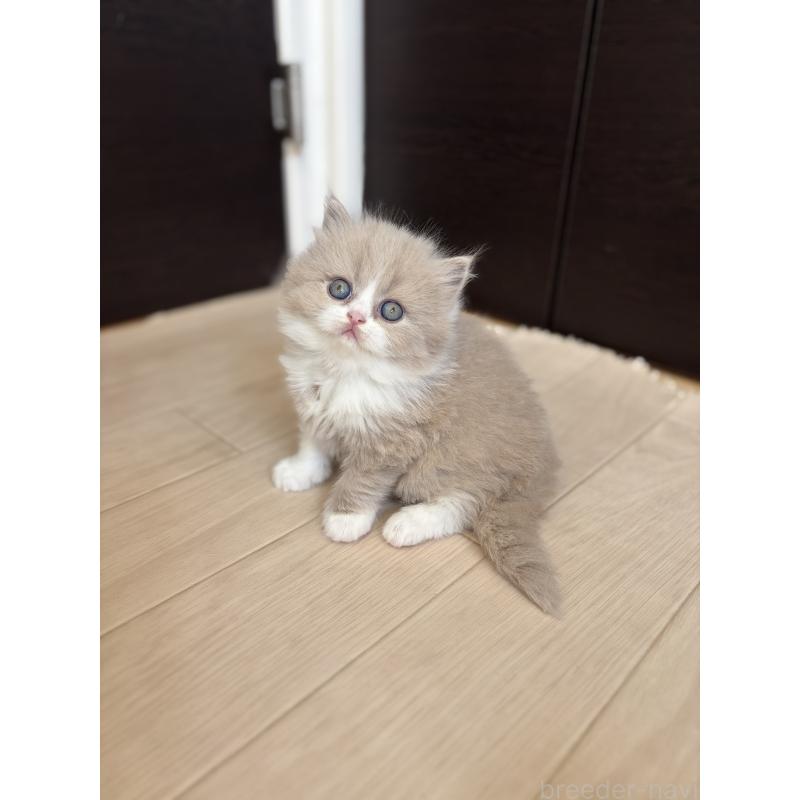 販売中の埼玉県のブリティッシュロングヘア-139814の3枚目