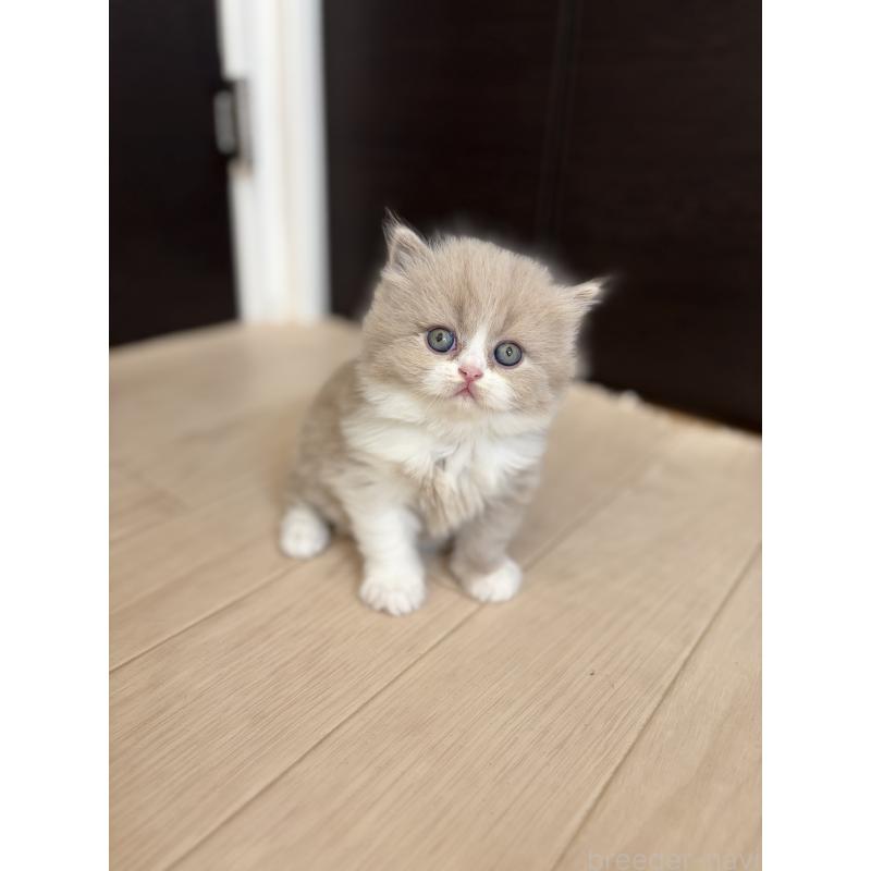 販売中の埼玉県のブリティッシュロングヘア-139814の2枚目