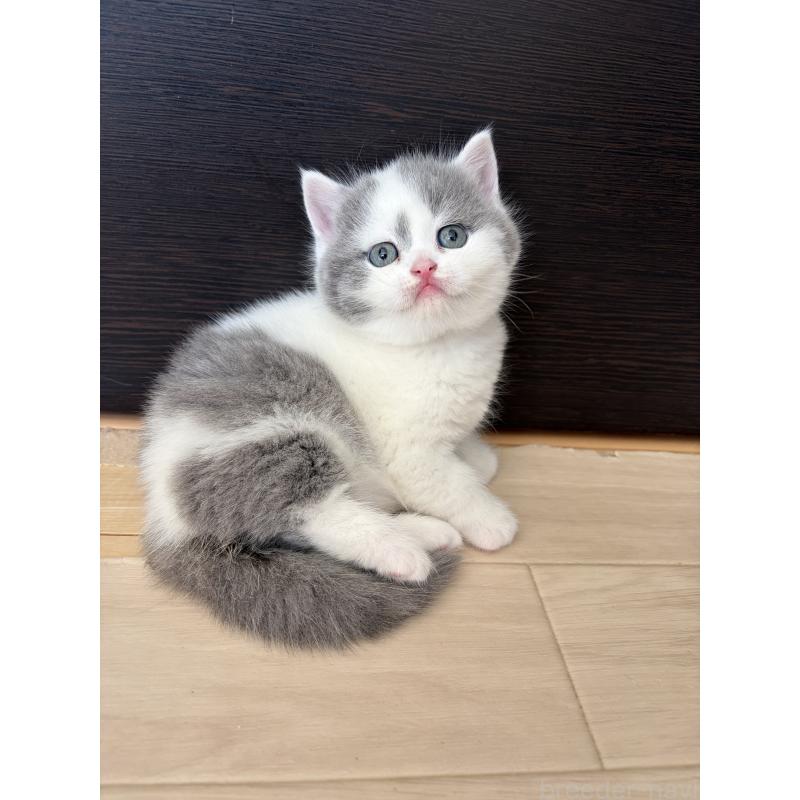 販売中の埼玉県のブリティッシュショートヘア-139815