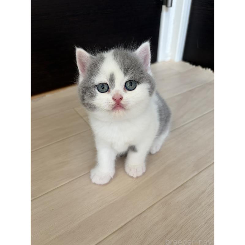 販売中の埼玉県のブリティッシュショートヘア-139815の5枚目