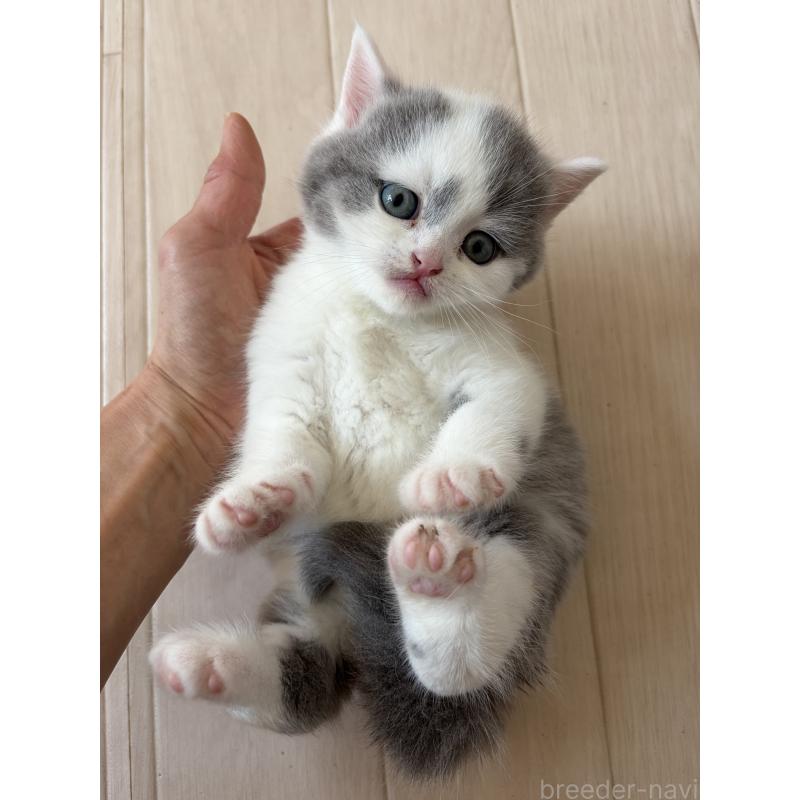 販売中の埼玉県のブリティッシュショートヘア-139815の4枚目