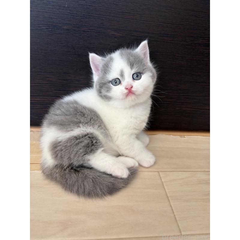 販売中の埼玉県のブリティッシュショートヘア-139815の3枚目