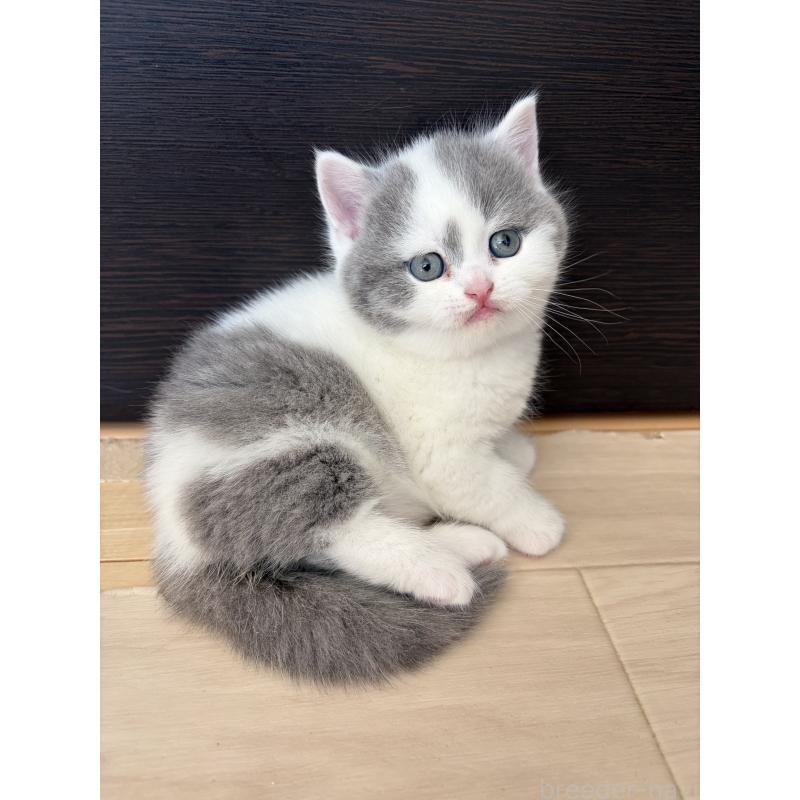 販売中の埼玉県のブリティッシュショートヘア-139815の2枚目