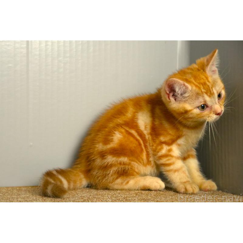 販売中の埼玉県のアメリカンショートヘア-139816の5枚目