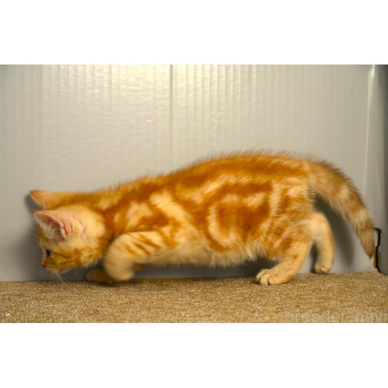 販売中の埼玉県のアメリカンショートヘア-139816の4枚目