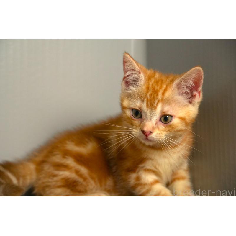 販売中の埼玉県のアメリカンショートヘア-139816の2枚目